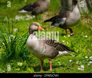 Close up of Greylag goose (Anser anser) on grassy bank in sunshine, Archerfield estate, East Lothian, Scotland, UK Stock Photo