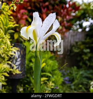 Iris ‘White Excelsior’ Stock Photo