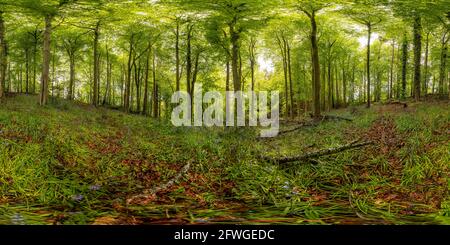 360 degree panoramic view of 360 spherical panorama of Wepre Park woods in summer, Deeside, North Wales