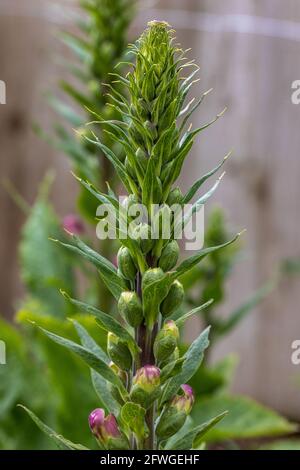 Digitalis purpurea ‘Dalmation Purple’ Stock Photo