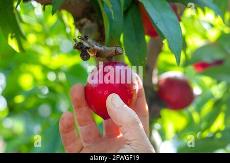 A farmer's hand harvests a nectarine of the early Bomba variety on a farm in Valencia, Spain. Stock Photo