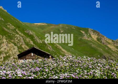 An image of houses positioned on mountains where nature gushes from the bosom. Turkey, Black Sea Region. Stock Photo