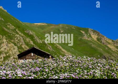 An image of houses positioned on mountains where nature gushes from the bosom. Turkey, Black Sea Region. Stock Photo