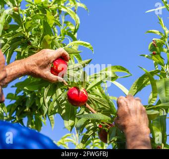 A farmer harvests a nectarines of the early bomba variety on a farm in Valencia, Spain. Stock Photo