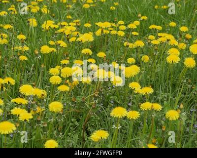field of yellow dandelions in spring Stock Photo