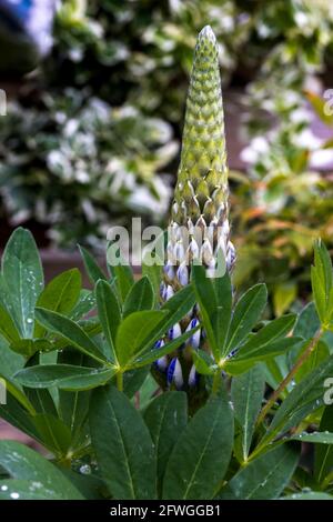 Lupinus 'King Canute' Stock Photo