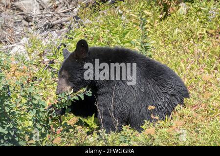 Black bear eating berries, Ursus americanus, Glacier National Park, Montana, USA Stock Photo