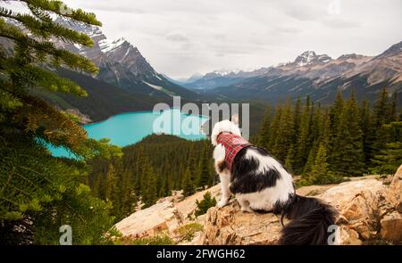 Black and white maine coone cat sitting on a rock in red vest above Peyto Lake in Banff, Jasper, Yoho National Park, Alberta. Stock Photo