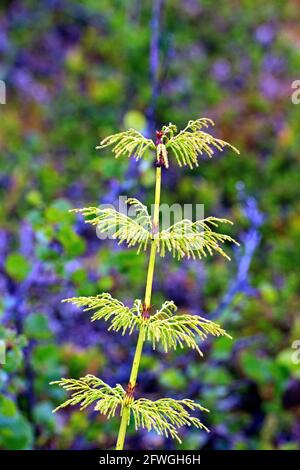 Marsh Horsetail (Equisetum palustre) Photo: Bengt Ekman / TT / code 2706 Stock Photo