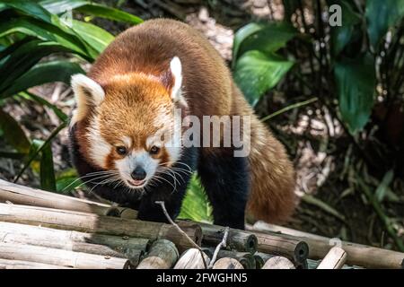 Red panda (Ailurus fulgens refulgens) at Zoo Atlanta in Atlanta, Georgia. (USA) Stock Photo