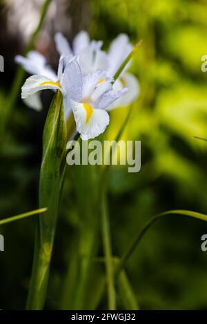 Iris ‘White Excelsior’ Stock Photo