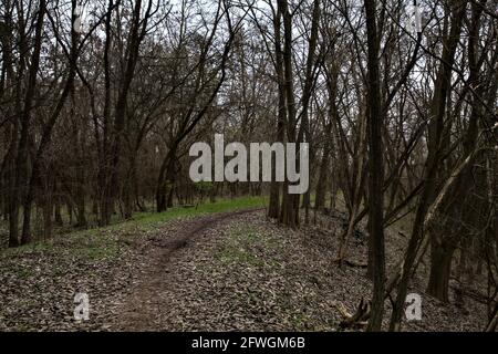 Path in a park with trees arching above it in winter Stock Photo