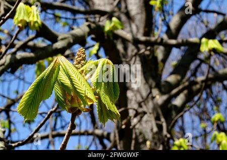 Twig with unopened flower bud and young hairy green leaves of the tree horse chestnut in spring, Sofia, Bulgaria Stock Photo