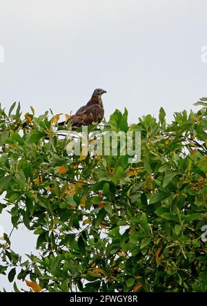 Oriental Honey-buzzard (Pernis ptilorhynchus) perched on top of tree Sabah, Borneo              January Stock Photo