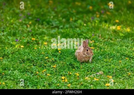 A brown eastern cottontail rabbit (Sylvilagus floridanus) sits in springtime grass with dandelions. Stock Photo