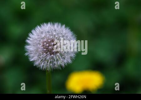 The seedhead of a common dandelion (Taraxacum officinale) has mature seeds with fluffy white tufts, the pappi that help the seeds disperse. Stock Photo
