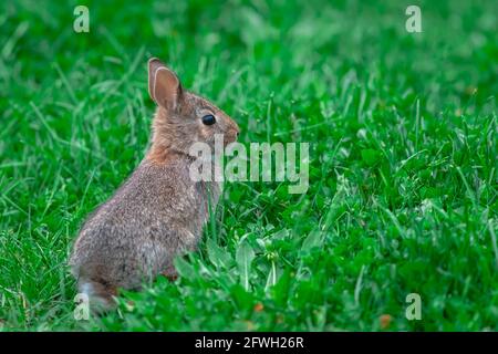 A juvenile eastern cottontail rabbit (Sylvilagus floridanus) is sitting upright and alert in vibrant green grass. Stock Photo