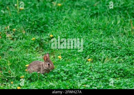 A wild, juvenile bunny rabbit is resting in a field of vibrant green grass, clovers and dandelion florets. Stock Photo