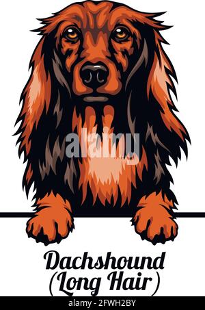 Dachshund long hair - dog breed. Color image of a dogs head isolated on a white background - vector stock Stock Vector