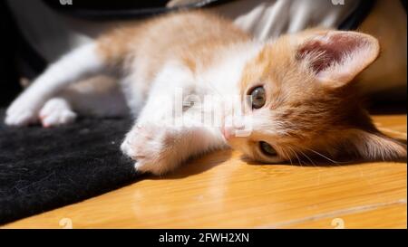 An orange and white ginger kitten - 7 weeks old -- lies in the sunshine on a hardwood floor Stock Photo