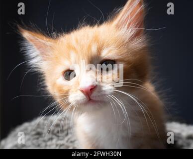 An orange and white ginger kitten -- 7 weeks old -- poses on a fluffy pillow with dark background Stock Photo
