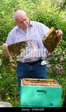 11 May 2021, Berlin: Master beekeeper Benedikt Polaczek inspects a honeycomb on the grounds of the Department of Veterinary Medicine at Freie Universität (FU) in Düppel. The longtime chairman of the Berlin Beekeepers' Association and probably one of the city's best-known beekeepers, Polaczek helped shape the work for 33 years. At the end of the year, the employee of the Institute of Veterinary Biochemistry will retire. Freie Universität Berlin has been training future beekeepers, veterinarians, and official veterinarians for decades. Photo: Jens Kalaene/dpa-Zentralbild/dpa Stock Photo