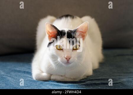 a black and white kitten lying in front of it, with its paws tucked up, looks piercingly into the eyes Stock Photo