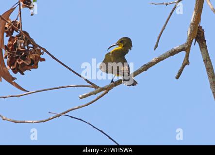 Olive-backed Sunbird (Cinnyris jugularis ornatus) female perched on branch preening Sabah, Borneo              January Stock Photo