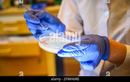 Woman scientist picking up colony of a red bacteria from agar plate  in a molecular biology laboratory for the isolation of drug resistant mutants