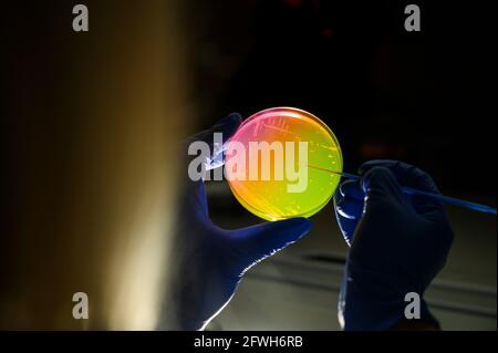 Woman scientist picking up colony of a red bacteria from green and pink compound treated agar plate  in a molecular biology laboratory for the isolati Stock Photo
