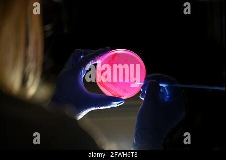 Woman scientist picking up colony of a red bacteria from pink compound treated agar plate  in a molecular biology laboratory for the isolation of drug Stock Photo
