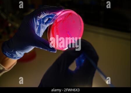 Woman scientist picking up colony of a red bacterial culture from pink compound treated agar plate  in a molecular biology laboratory for the isolatio Stock Photo