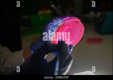 Woman Reasercher picking up colony of a red bacterial culture from pink compound treated agar plate  in a molecular biology laboratory for the isolati