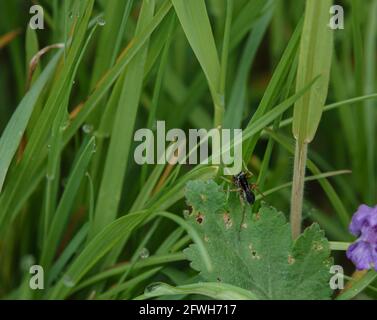 a spider sits on a leaf awaiting the next ambush prey Stock Photo