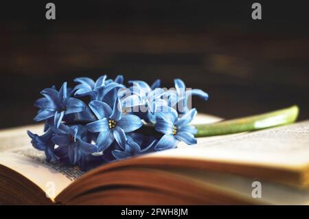 Book and flower on dark background Stock Photo