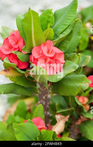 Crown of Thorns, aka Christ plant, Christ thorn plant and flowers (Euphorbia milii) Stock Photo