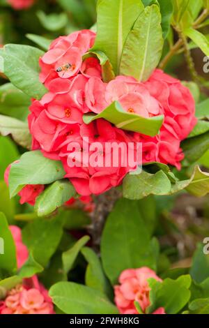 Crown of Thorns, aka Christ plant, Christ thorn plant and flowers (Euphorbia milii) Stock Photo