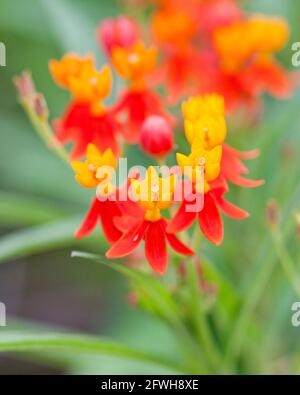 Tropical milkweed flowers (Asclepias curassavica) aka bloodflower, cotton bush, hierba de cucaracha, Mexican butterfly weed, scarlet milkweed Stock Photo