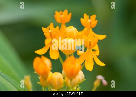 Tropical milkweed flowers (Asclepias curassavica) aka bloodflower, cotton bush, hierba de cucaracha, Mexican butterfly weed, scarlet milkweed Stock Photo