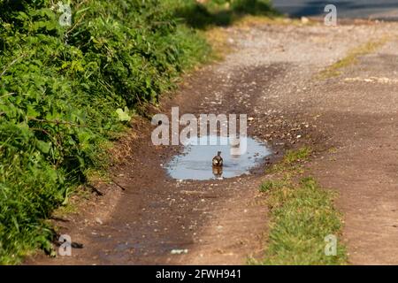 A close up view of a swollow bathing in a dirt puddle on the side of a dirt farm road Stock Photo