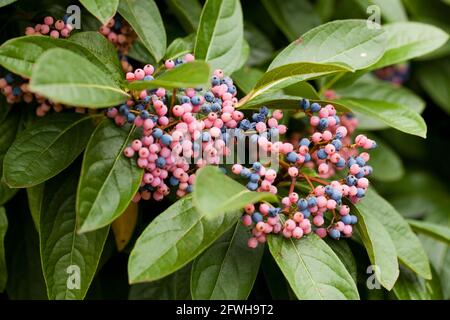 Possumhaw berries (Viburnum nudum) - USA Stock Photo