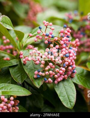 Possumhaw berries (Viburnum nudum) - USA Stock Photo