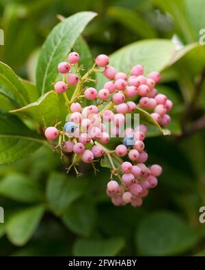 Possumhaw berries (Viburnum nudum) - USA Stock Photo