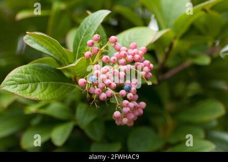 Possumhaw berries (Viburnum nudum) - USA Stock Photo