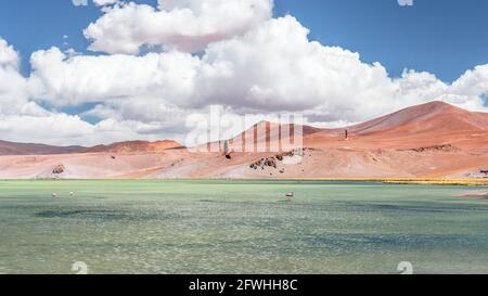 Beautiful pink flamingo flying over the surface of Laguna Santa Rosa in the Nevado Tres Cruces National Park (Chile) Stock Photo