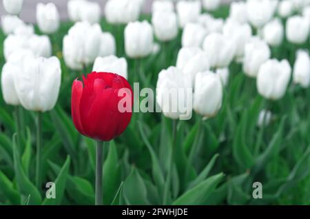 Red tulip in a flowerbed with white tulips. Stock Photo