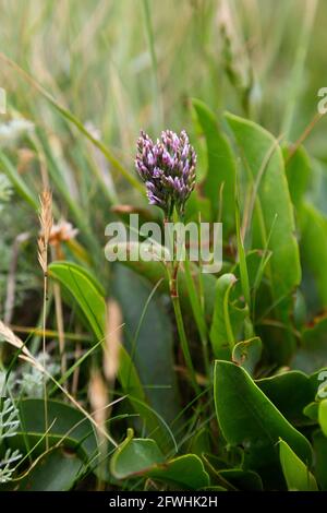 Purple sea lavender that has not yet blossomed in its natural environment Stock Photo