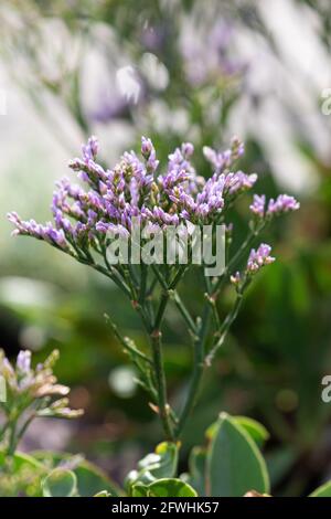 Blooming purple sea lavender Stock Photo