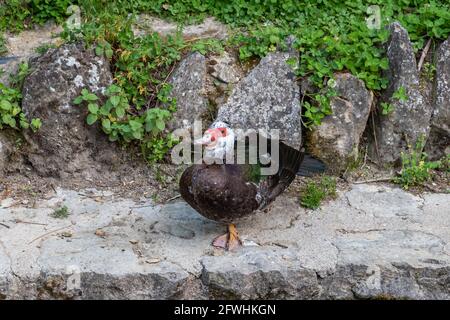 Muscovy duck,  known as creole duck, bragado, black duck or mute duck - Cairina Moschata - standing by the edge of the river Cerezuelo in Cazorla, Jae Stock Photo