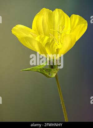 Macro view of Missouri evening primrose (Oenothera macrocarpa), in garden in central Virginia. Stock Photo